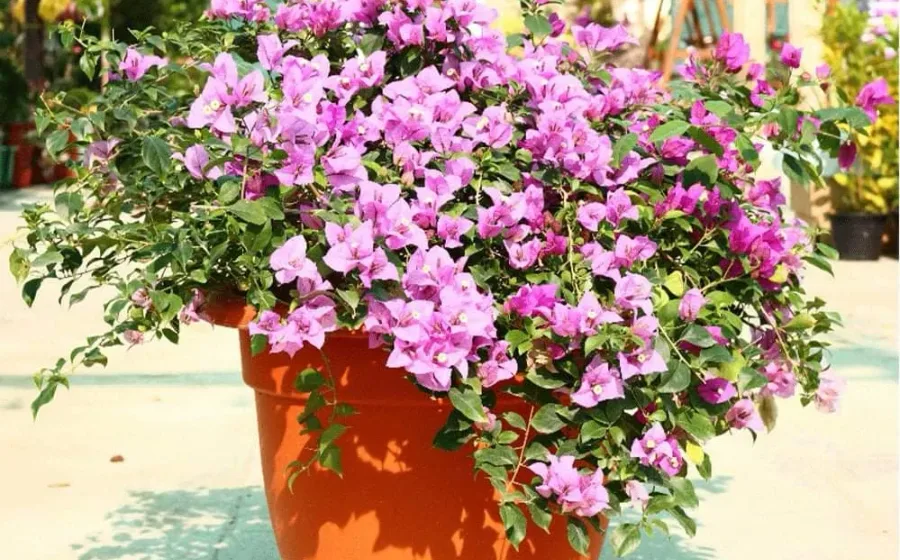 Edge Plants Shop Al Barsha 2 Plant Nursery website preview