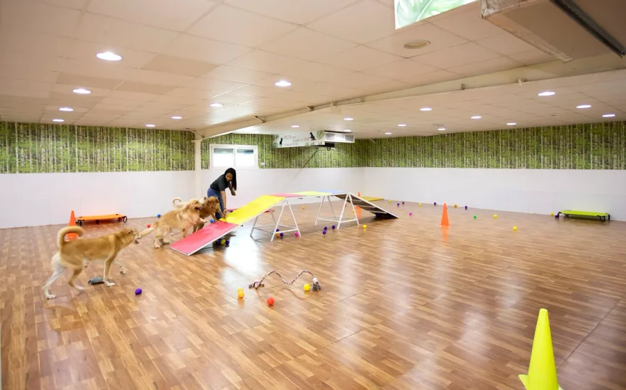 Petlove Pet Boarding L Daycare L Pet Grooming L Pet Shop L Pet Taxi website preview