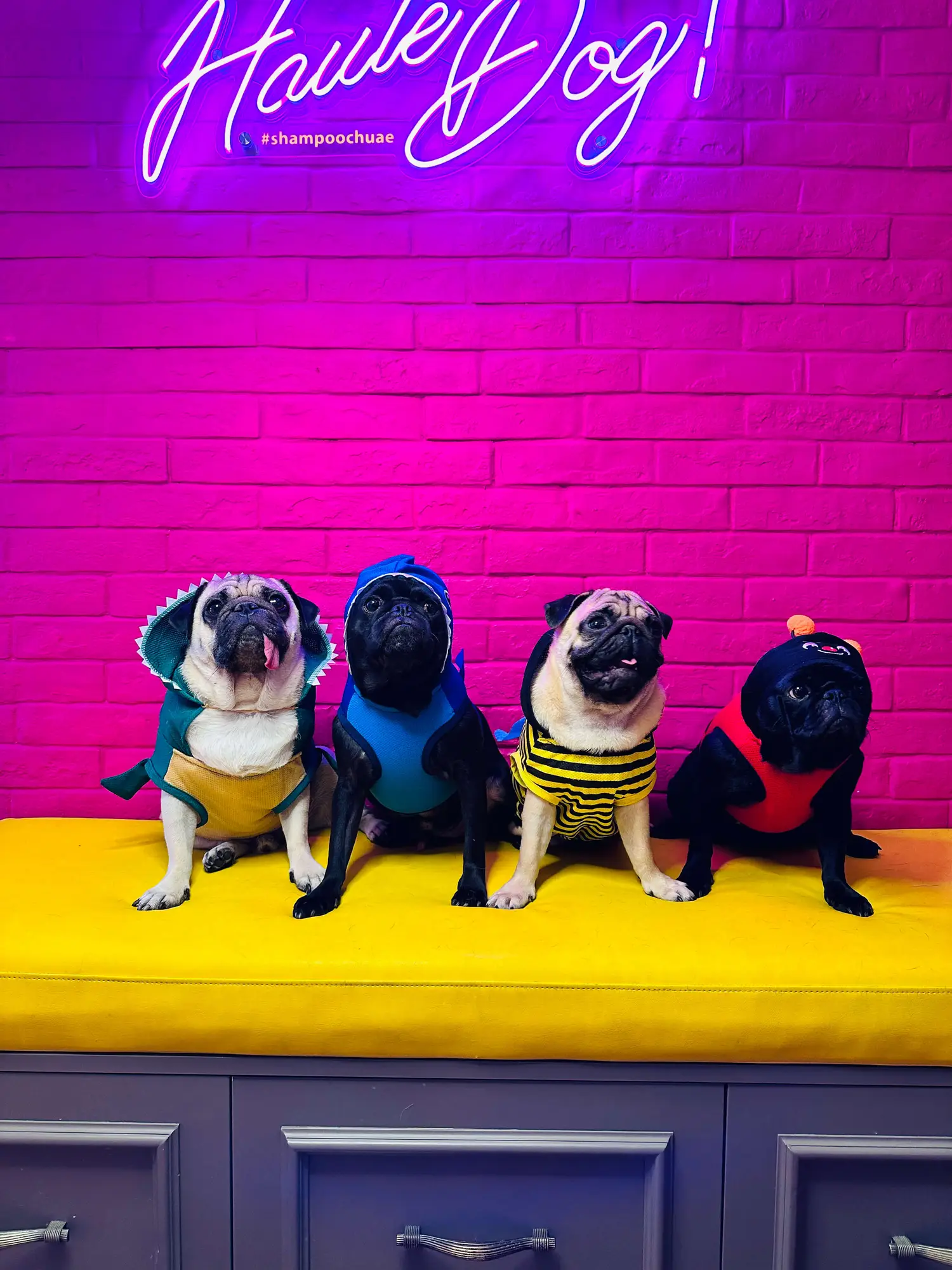 A happy pug pack on a yellow bench in the salon