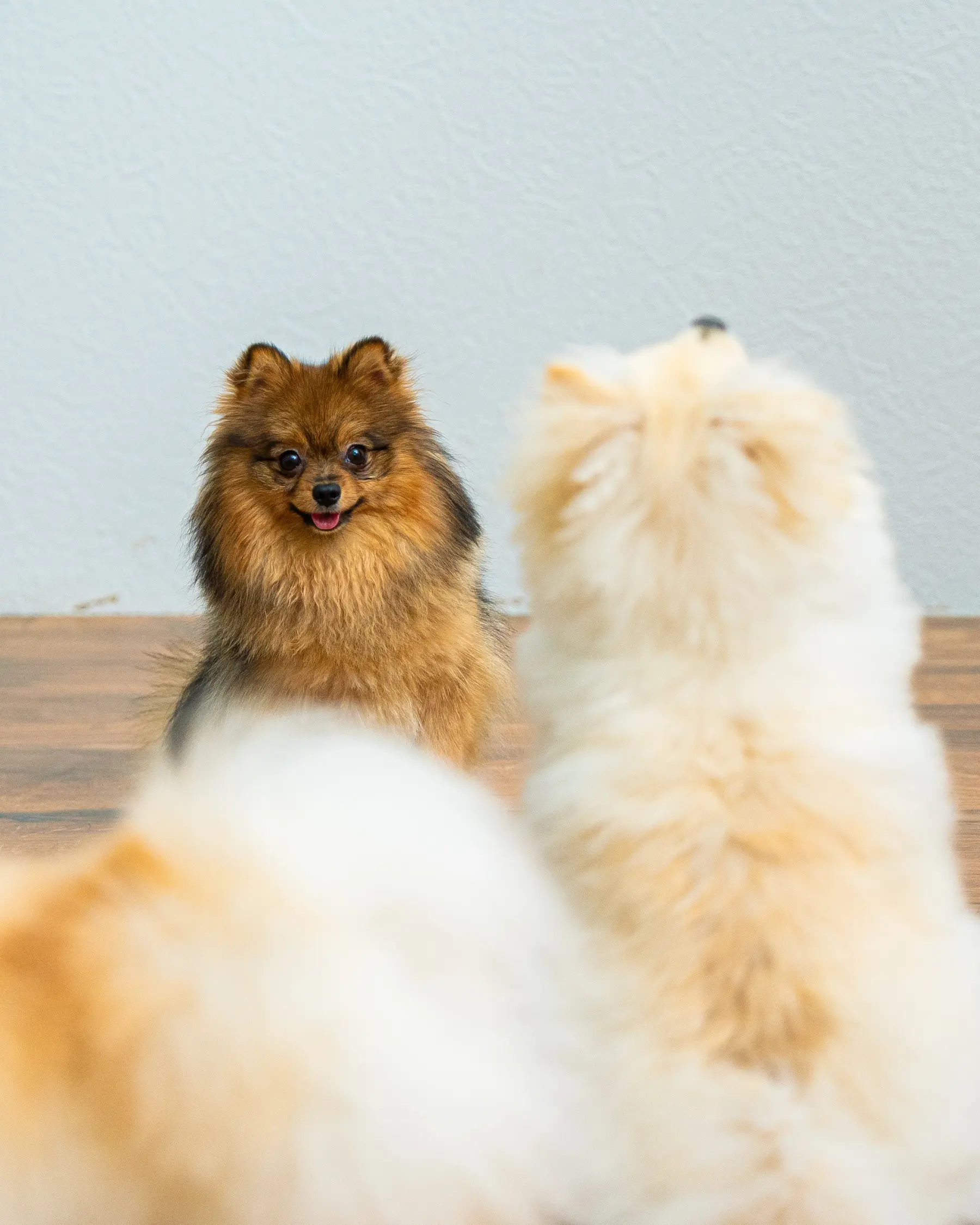 Two happy Pomeranians at Petzania