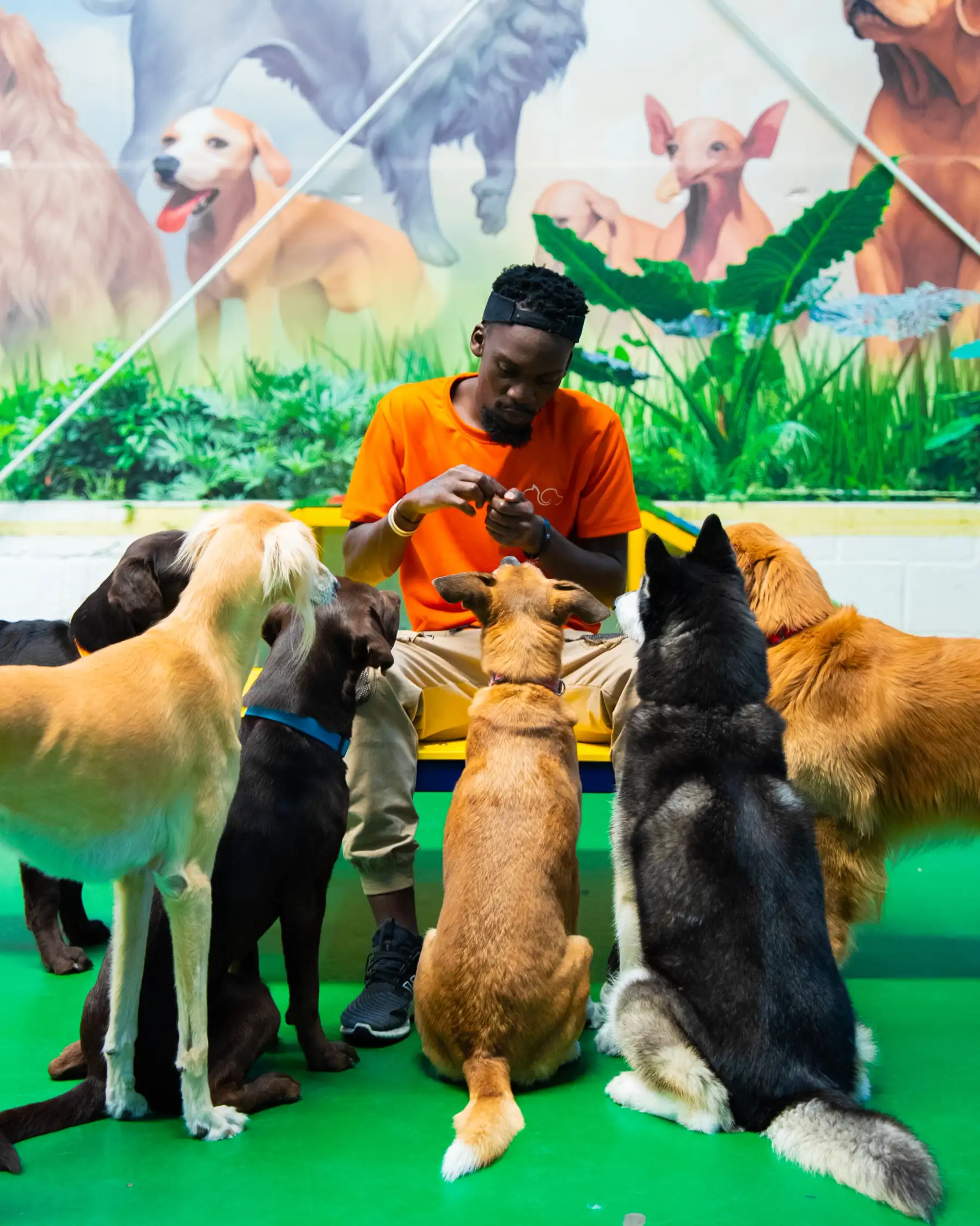 A Petzania carer with a calm, attentive pack of dogs