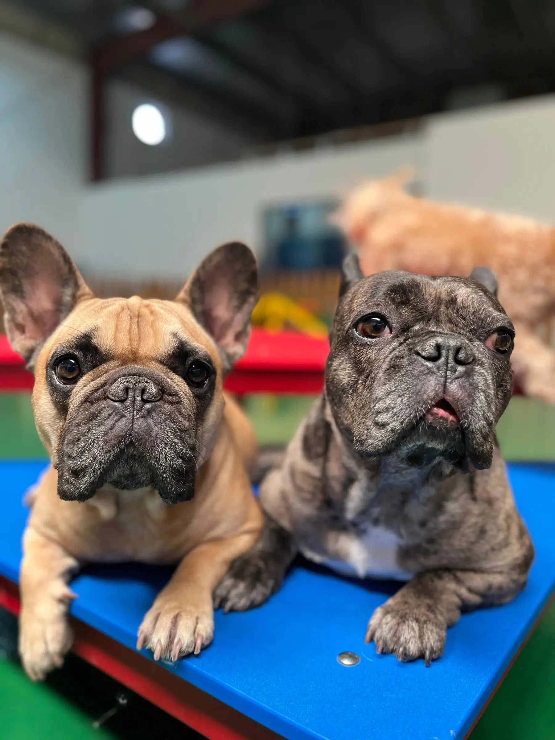 Dogs resting comfortably in a Petzania boarding space