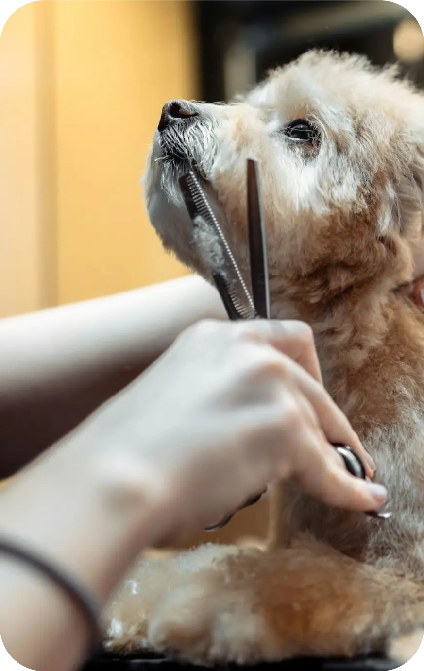 Poodle grooming
