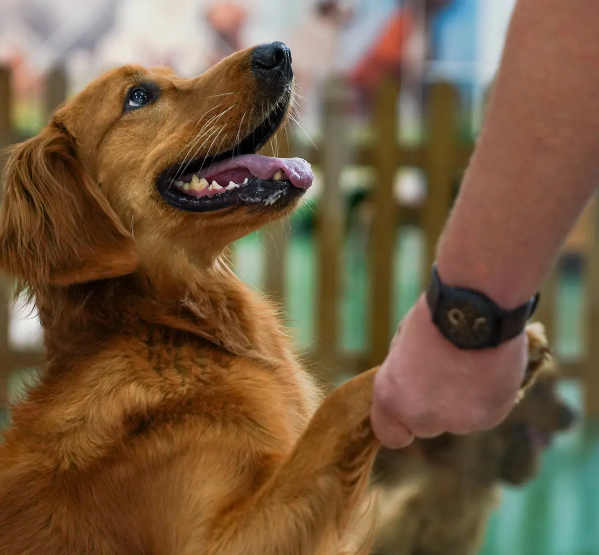 Golden retriever giving a paw