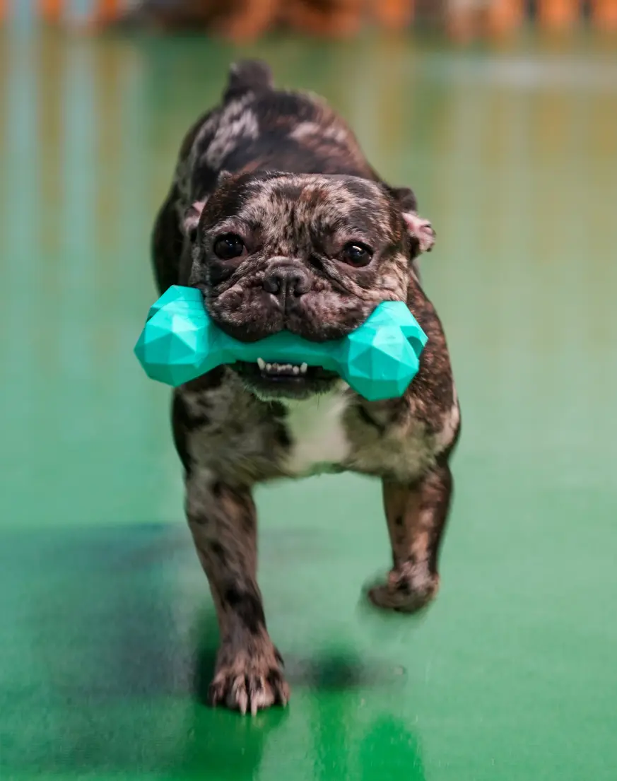 French bulldog playing with a toy