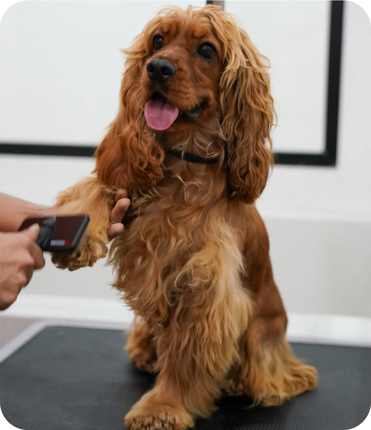 Cocker spaniel being groomed
