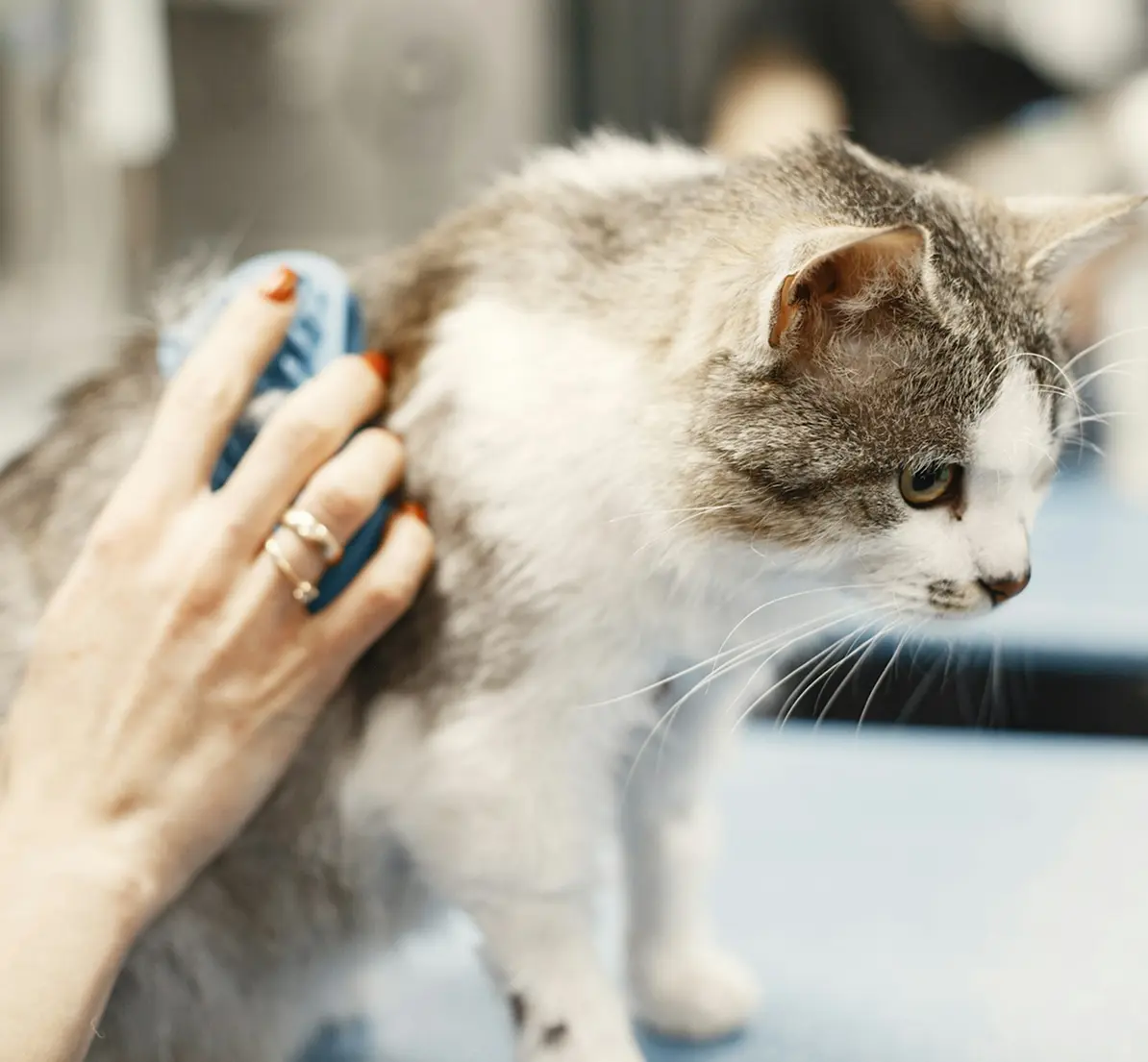 Cat being gently brushed
