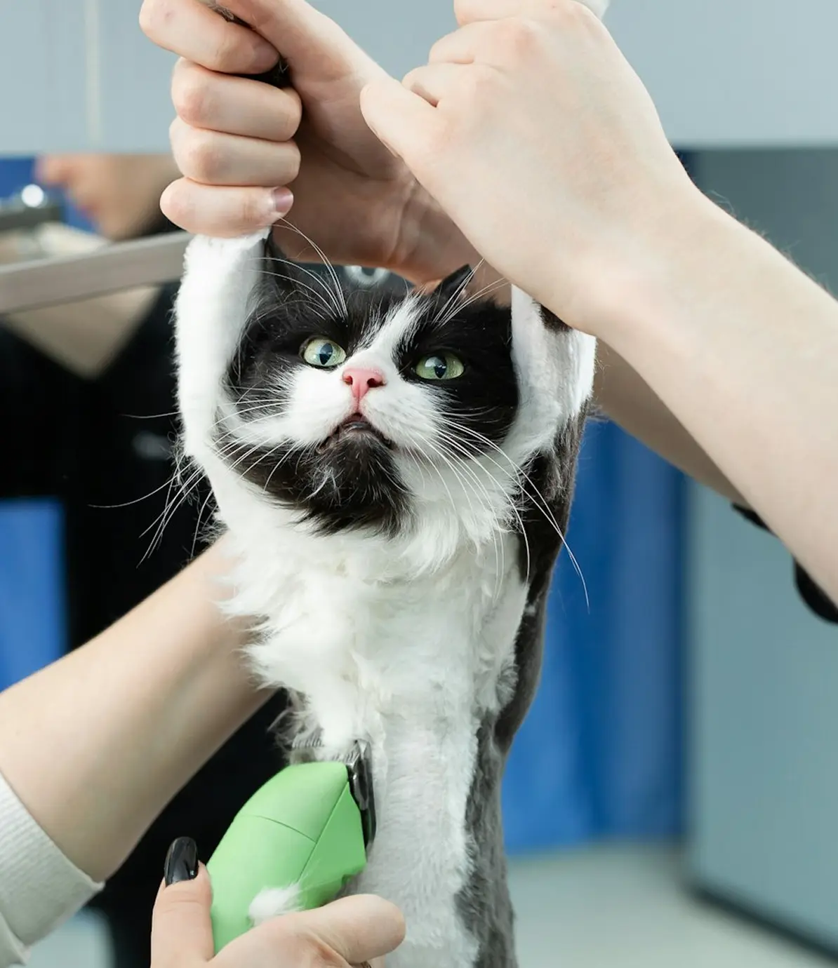 Cat being groomed
