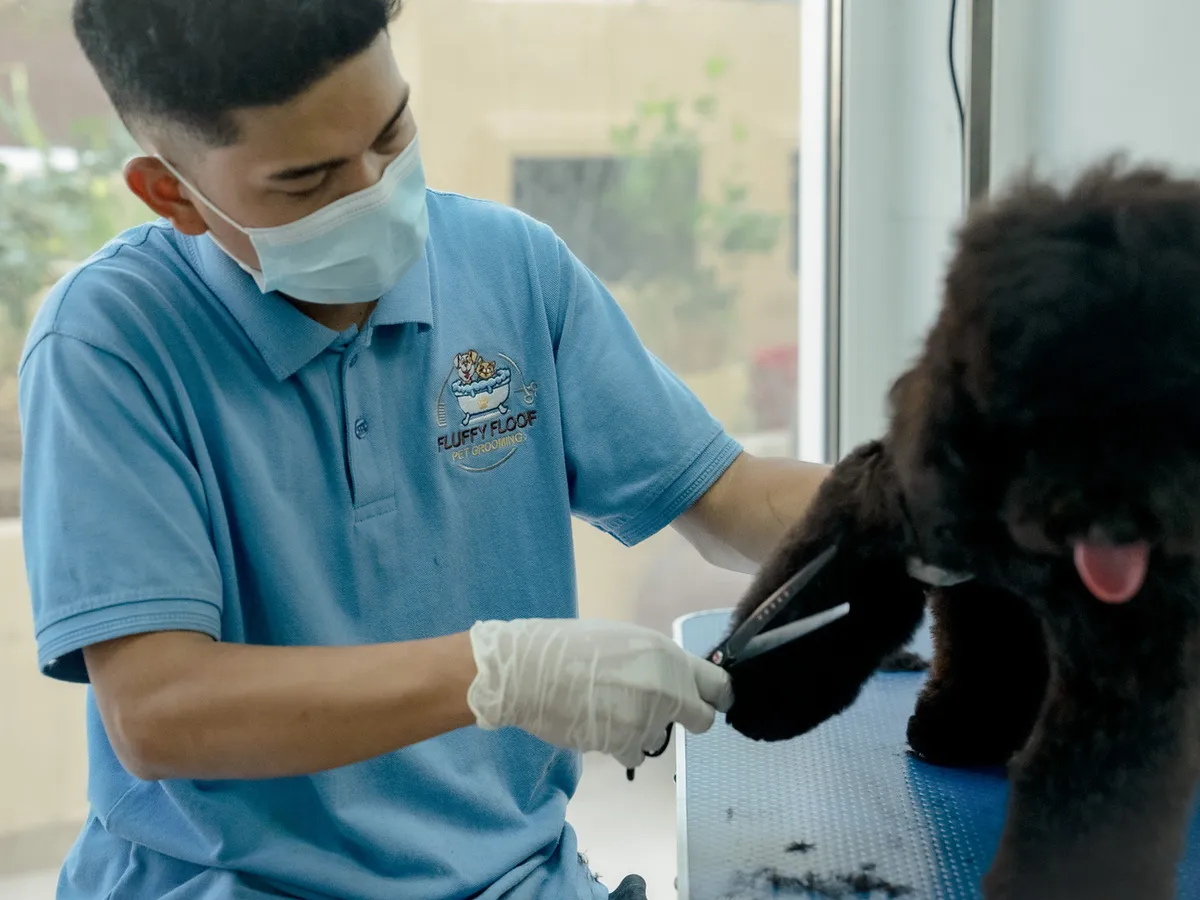 Yorkshire terrier being clipped