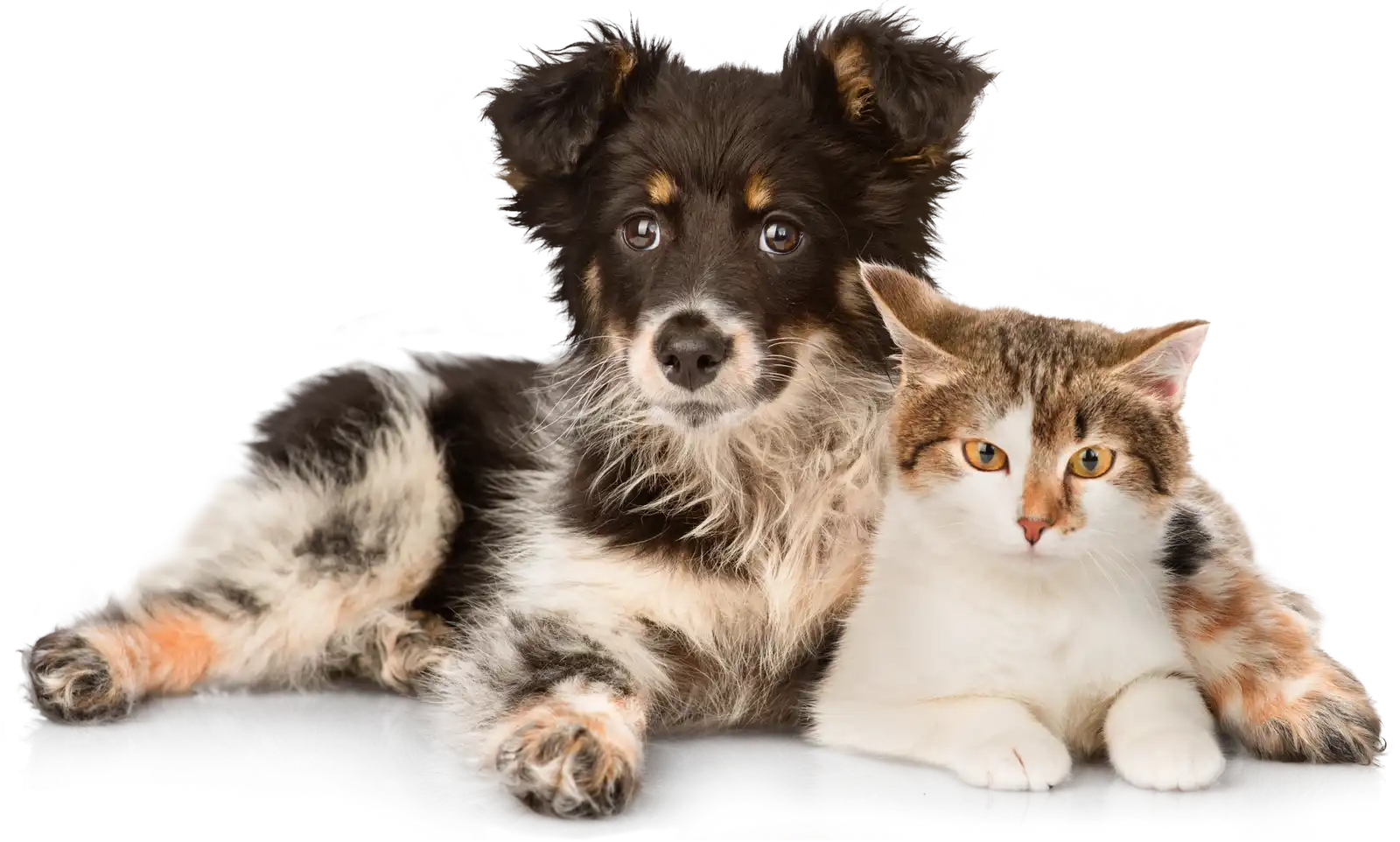 A happy dog and cat together