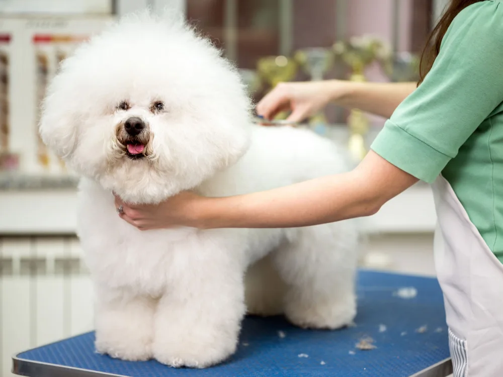 An English Bulldog being brushed