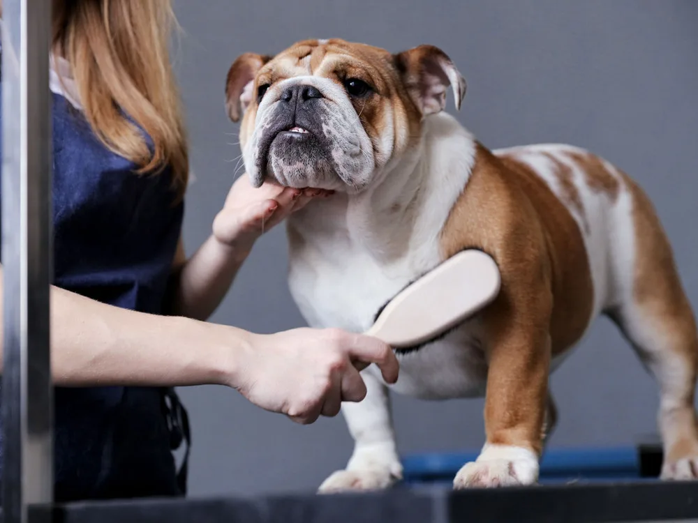 A Yorkshire terrier being trimmed