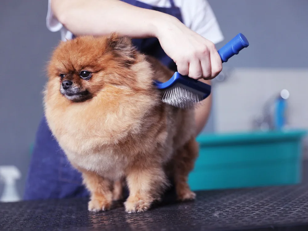 A Bichon Frise being groomed