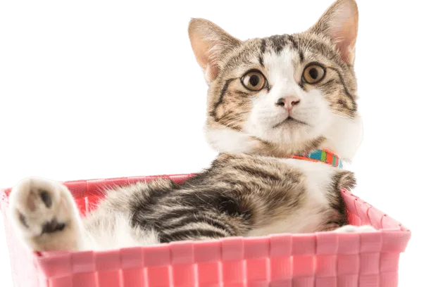 A calm cat resting in a basket after grooming