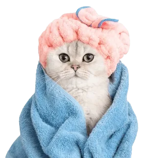 A freshly groomed cat wrapped in a soft towel