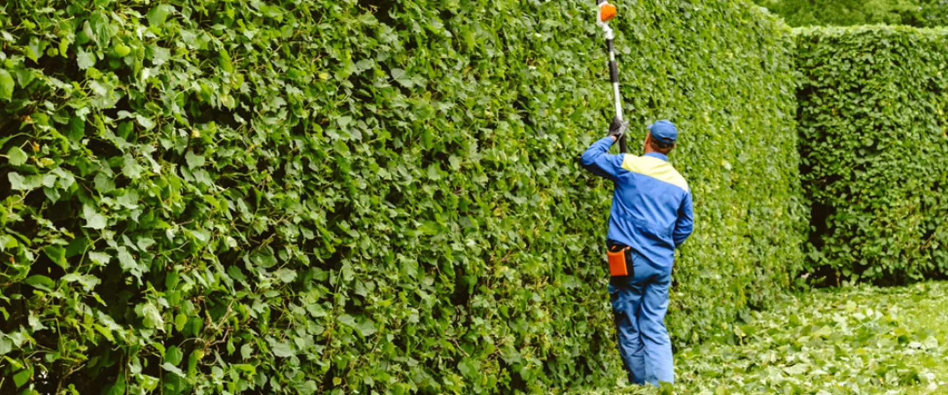 Maintained hedging and greenery