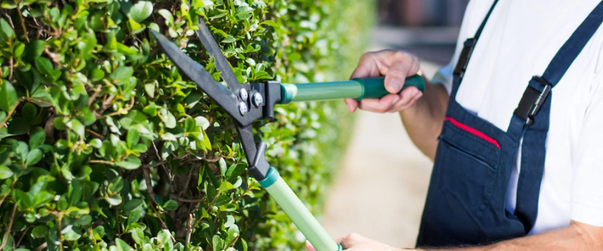 A gardener trimming a hedge