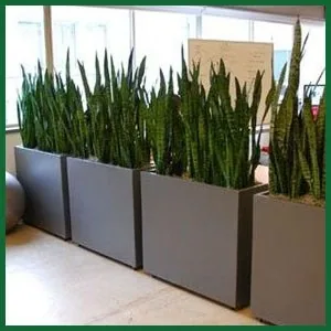 Snake plants in tall planters in an office