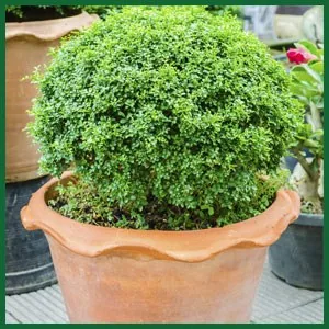 Topiary in a terracotta pot