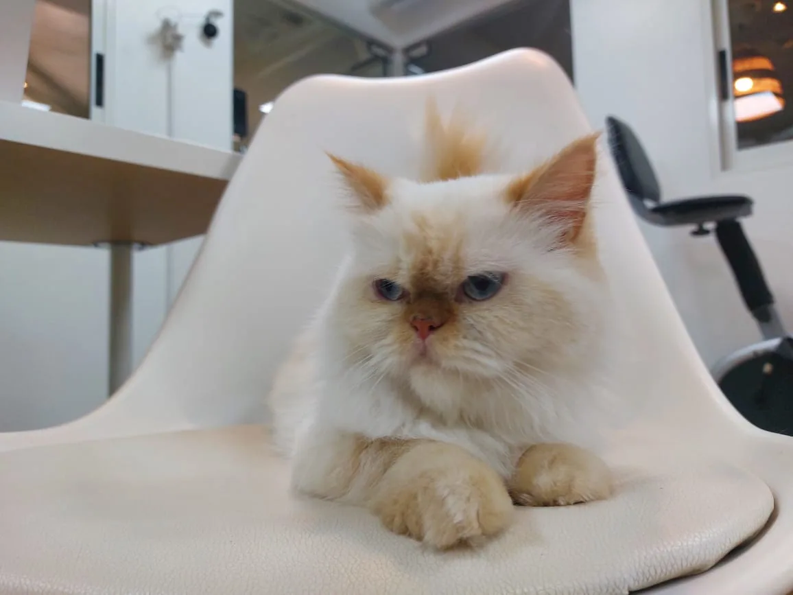 Mia, a cream and white long-haired cat available for adoption