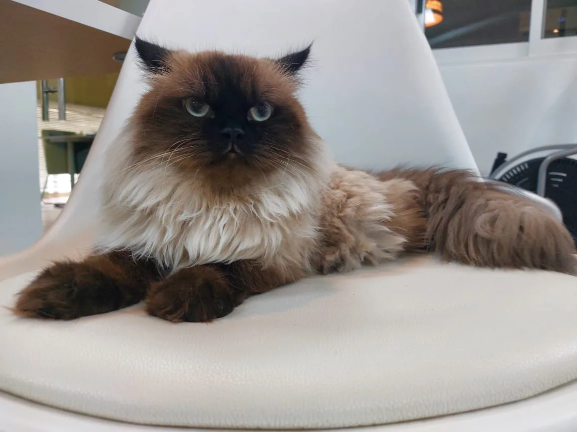 Remy, a seal-point Himalayan cat available for adoption