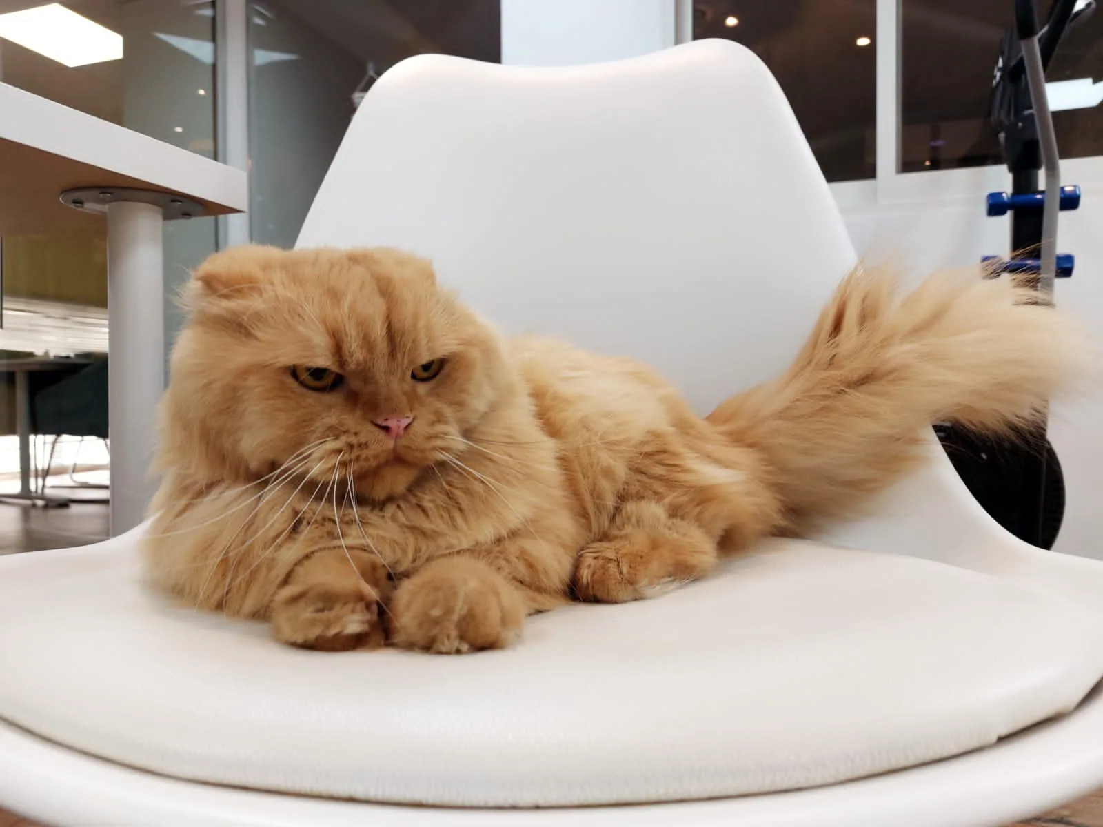 Simba, a ginger long-haired cat available for adoption
