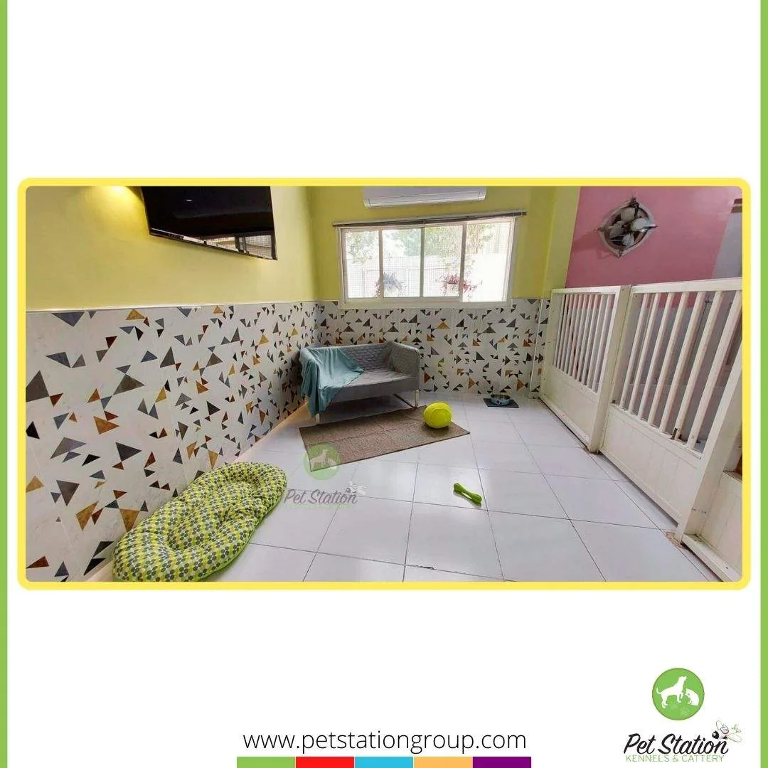 A bright Pet Station boarding suite with a sofa, soft dog bed, wall-mounted TV and large window