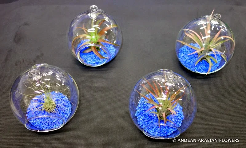 Air-plants in hanging glass globes