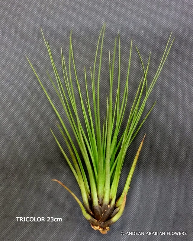 Tillandsia Tricolor air-plant