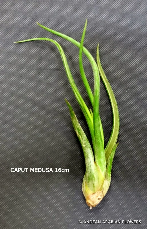 Tillandsia Caput Medusae air-plant
