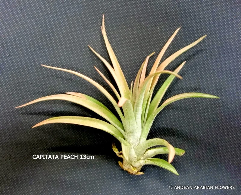 Tillandsia Capitata Peach air-plant