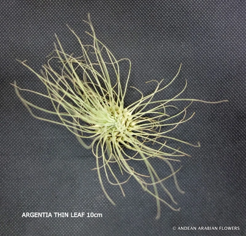 Tillandsia Argentea air-plant