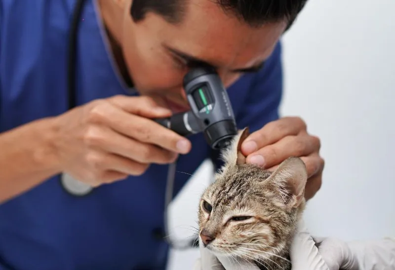 A pet being cared for at the clinic