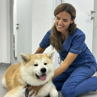 A vet at work with a patient