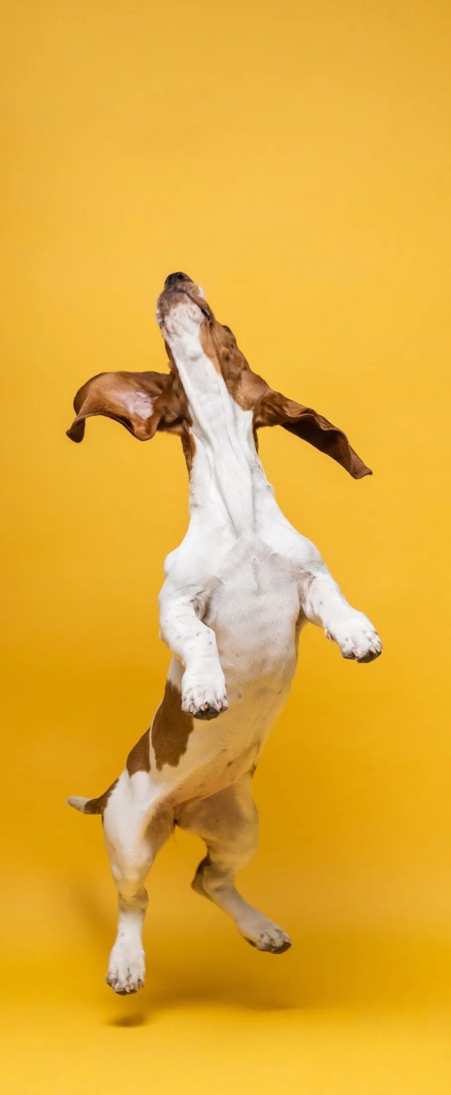 A happy basset hound leaping in the air