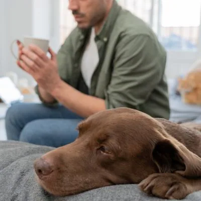A relaxed dog resting at home with its owner
