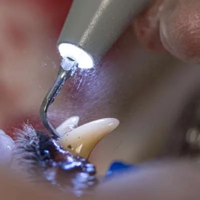 Close-up of a veterinary dental procedure