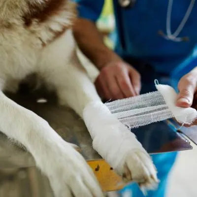 A dog's leg being bandaged in emergency care