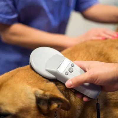A dog being microchipped