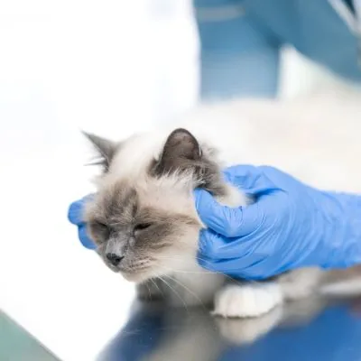 A cat being prepared for a routine procedure