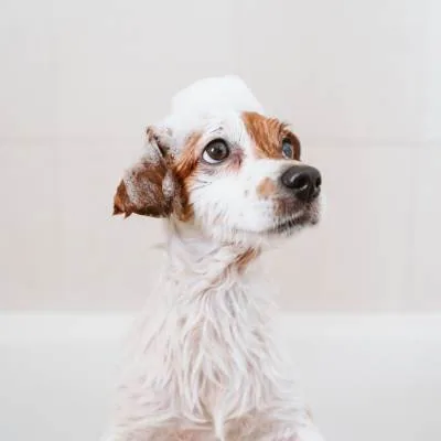 A small dog being bathed and groomed