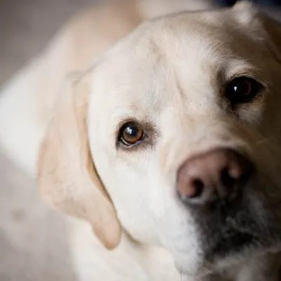 A gentle senior dog