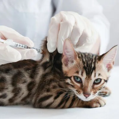 A kitten receiving a vaccination