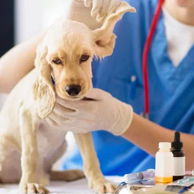 Veterinarian examining a pet during a wellness check