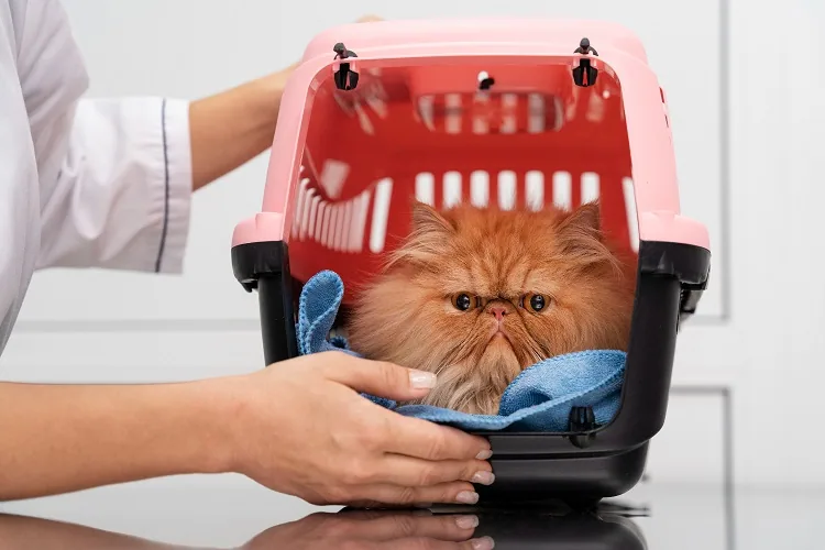 Easy pick-up and drop-off pet taxi