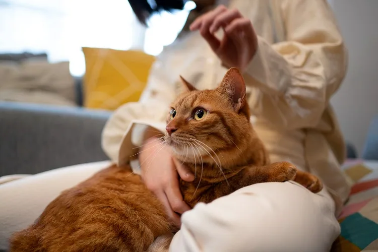 A cat relaxing comfortably during a boarding staycation
