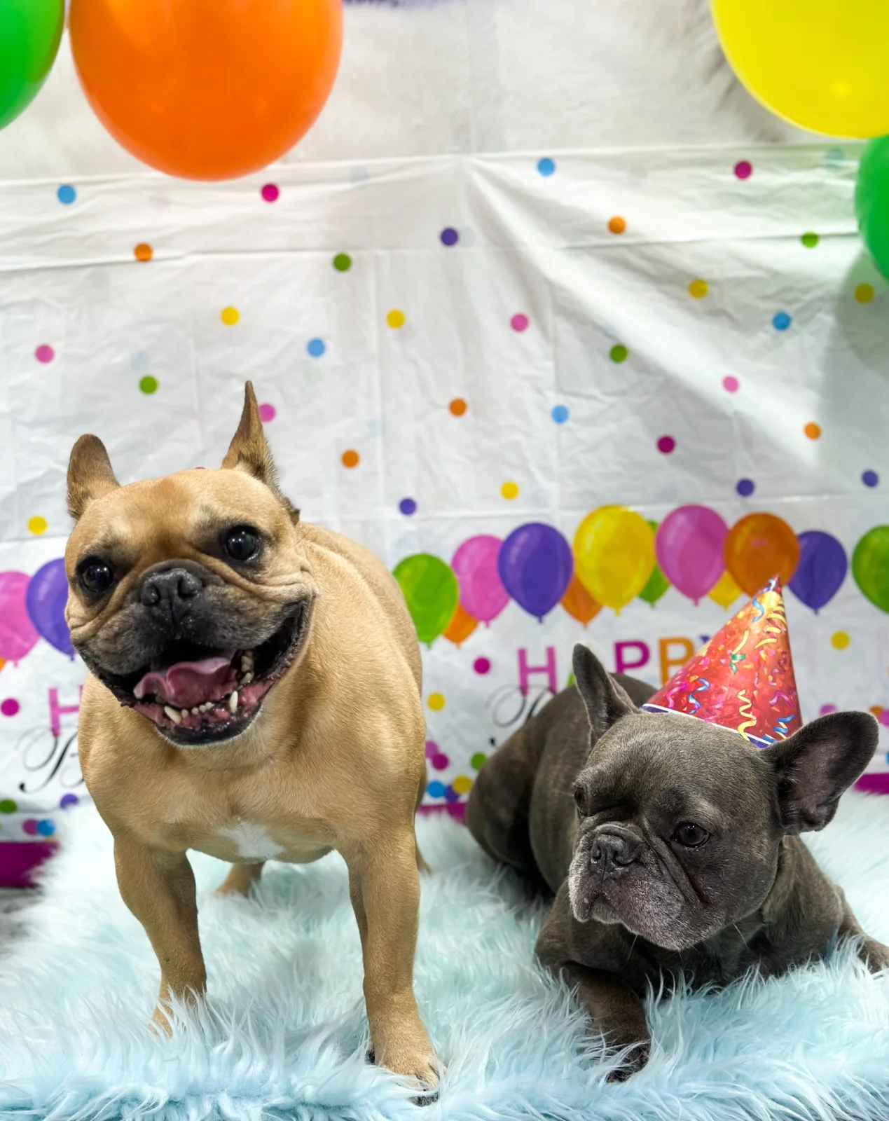Two French bulldogs relaxing at Bruno's