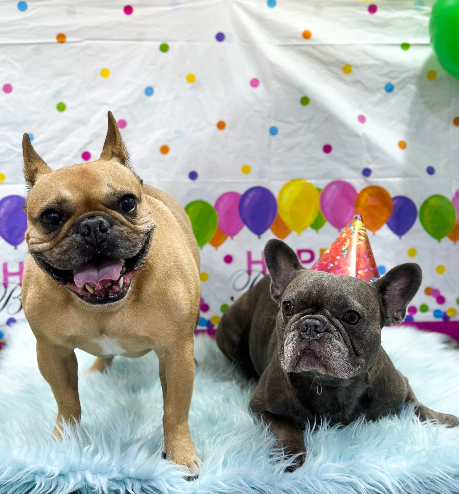 Two French bulldogs celebrating at a party