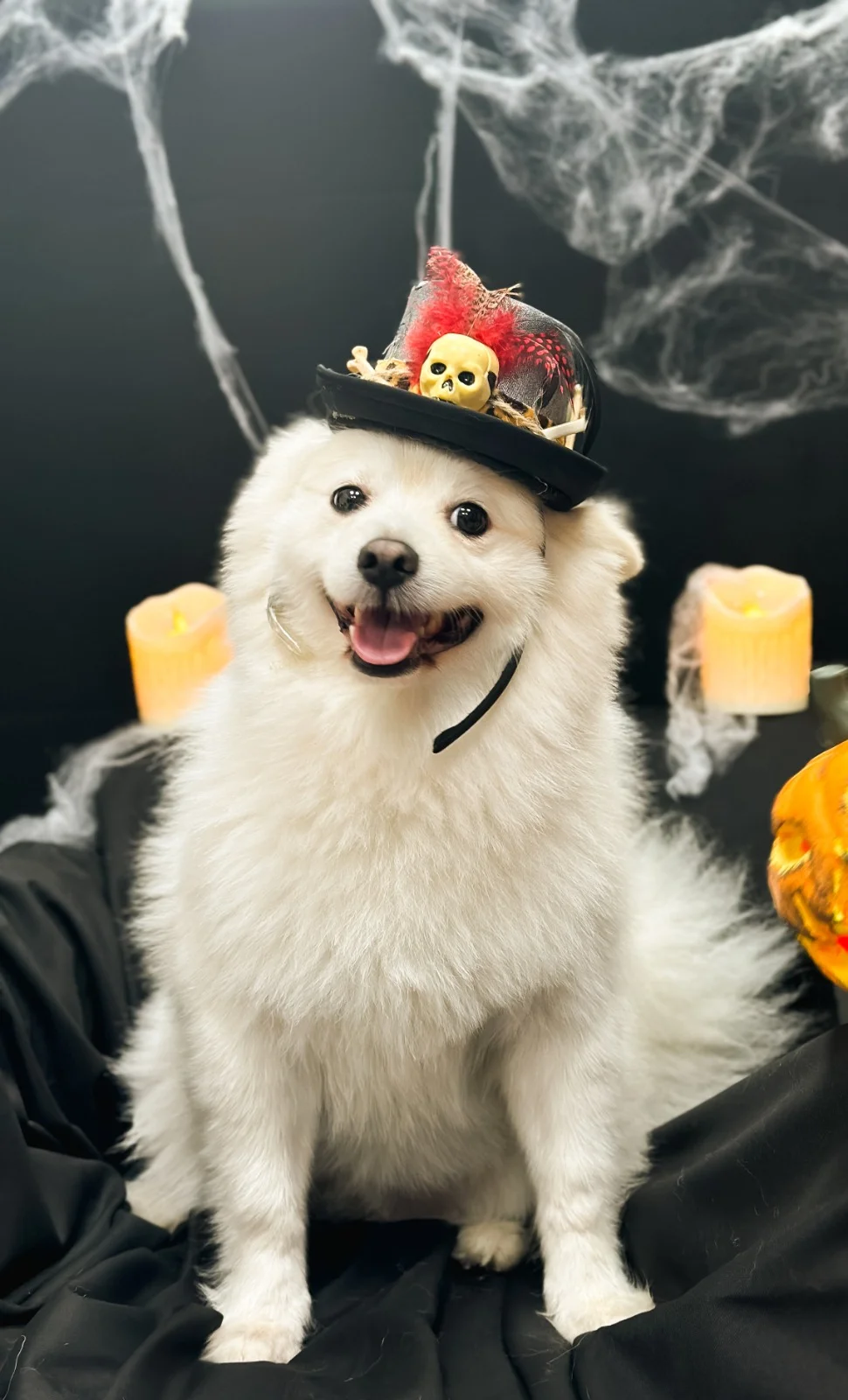A spitz dog dressed up for Halloween
