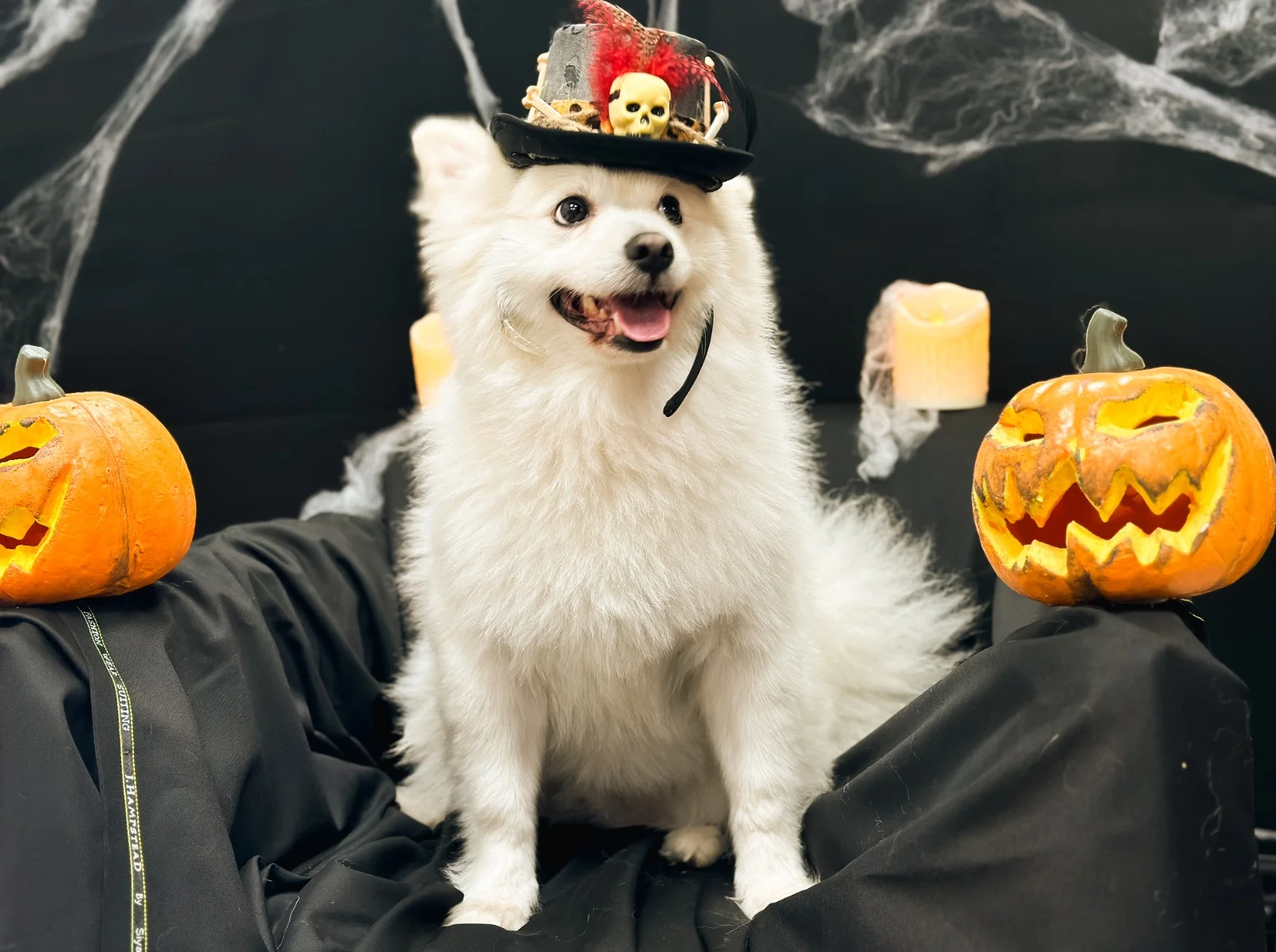A white spitz dog in a costume
